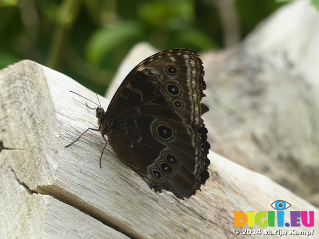 FZ007381 Butterfly